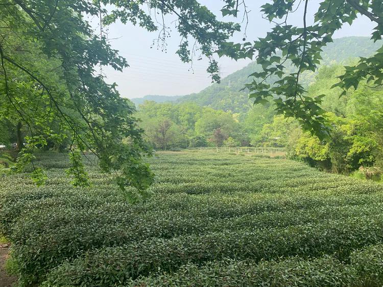 龙井村九溪十八涧徒步最佳路线图,九溪十八涧只有龙井村一个出口吗