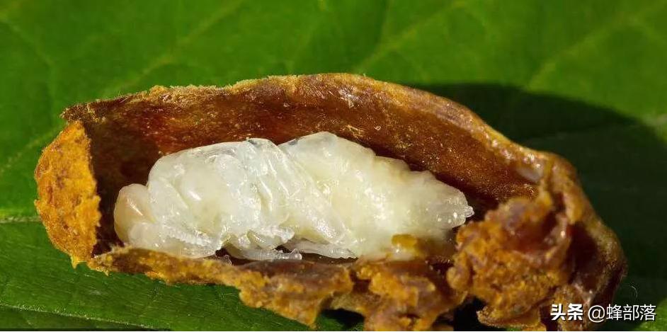 蜂群不产雄蜂起王台是什么情况,失王群工蜂争相产卵为何介入蜂王