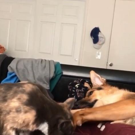 德牧从小养到大,德牧把猫当成宝贝养