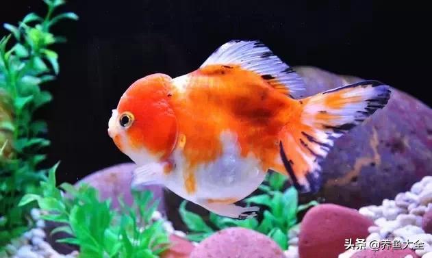 罕见最漂亮的金鱼图片,漂亮的金鱼图片大全