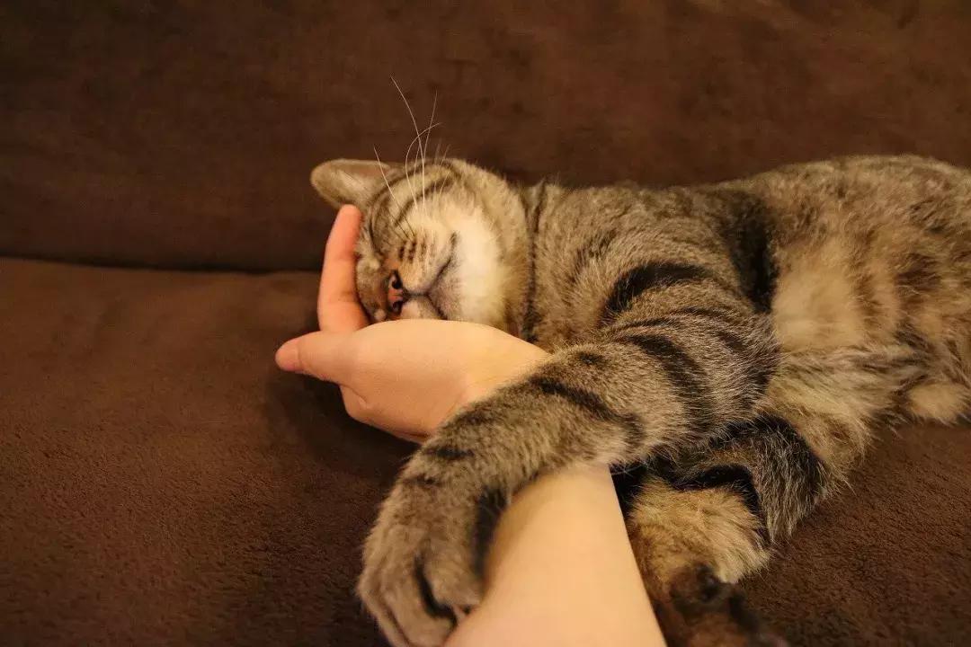 可以撸羊驼撸猫撸狗的咖啡厅,猫咖咖啡馆买猫