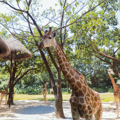 长隆野生动物世界营业时间,广州长隆野生动物园要玩多久