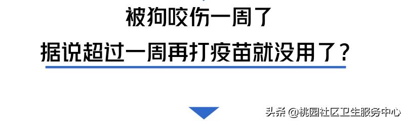 如被猫狗咬伤或抓伤应如何处理,被猫狗咬伤在多少小时之内打疫苗