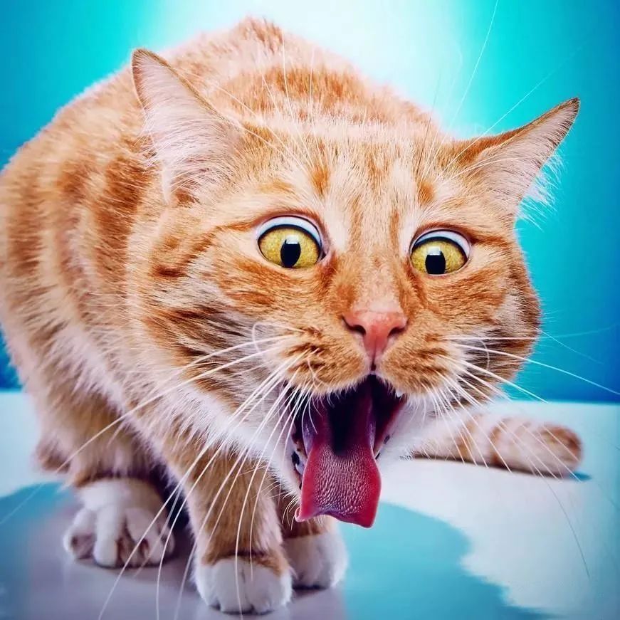 猫咳嗽出血了怎么办,猫咳嗽了是怎么回事