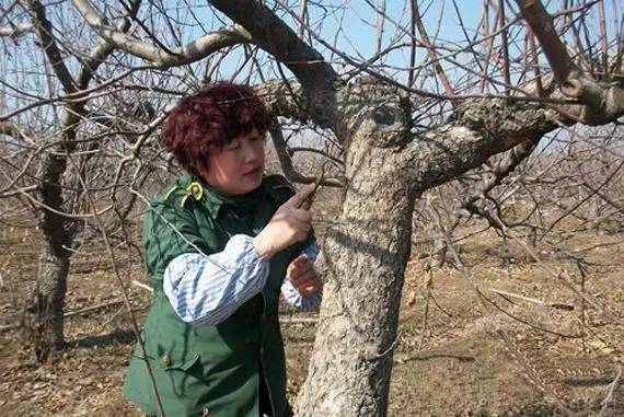 苹果粗皮轮纹病和腐烂病的区别,苹果轮纹病用什么药治疗