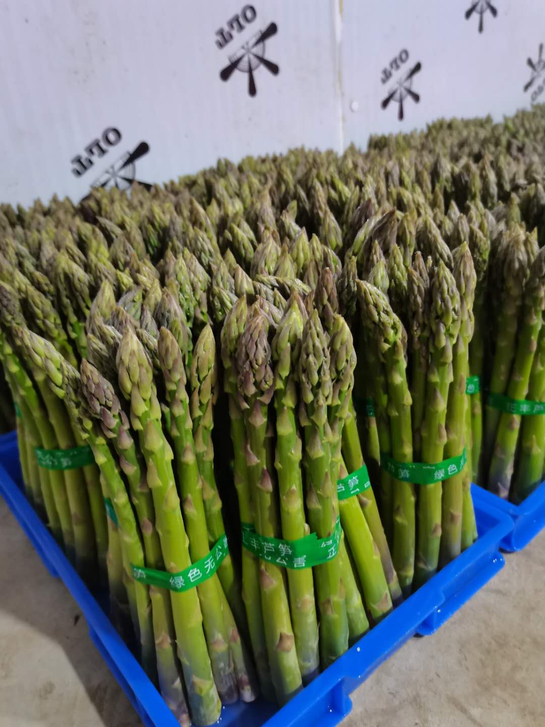 芦笋基地脱贫,小芦笋能致富吗