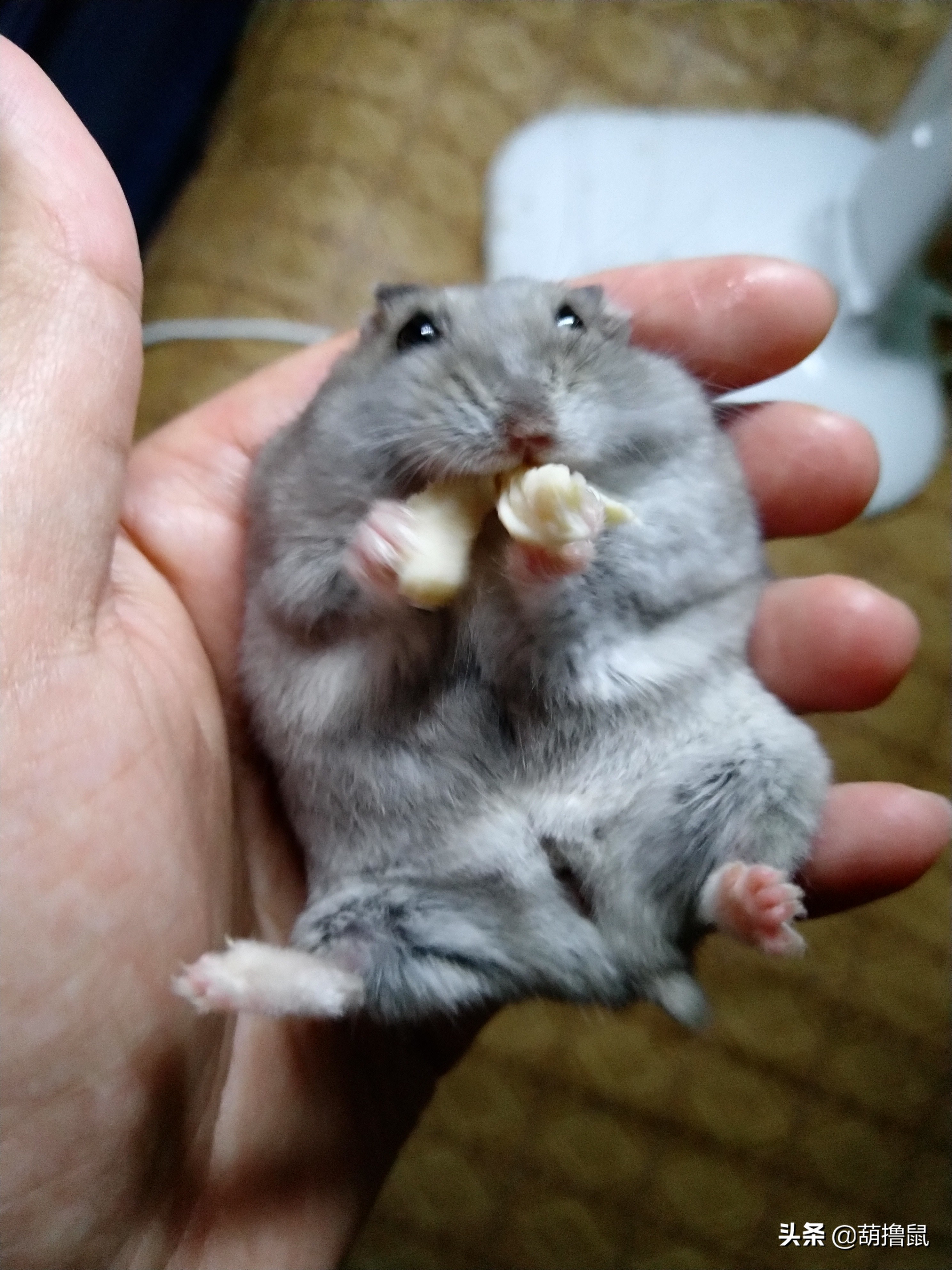 仓鼠怀孕注意事项和禁忌,仓鼠怀孕后一定要分开养吗