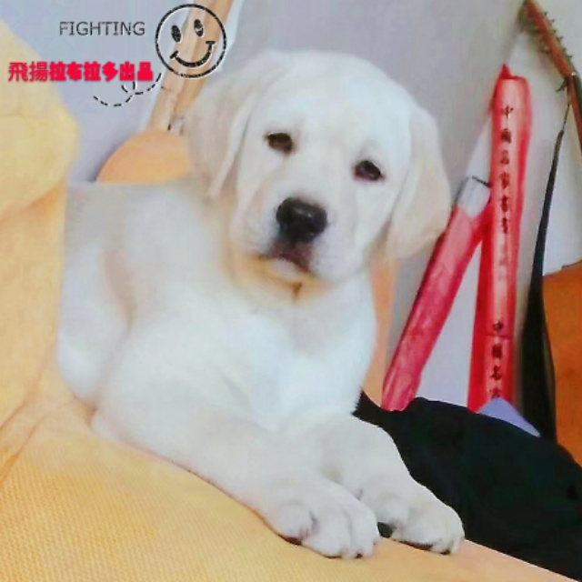 cku纯种犬鉴定,cku纯种犬鉴定怎么办理