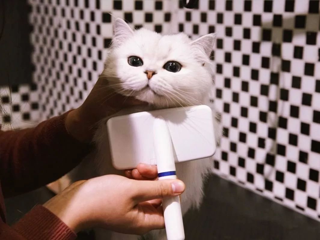 冬天给猫咪洗澡需要注意什么,鸽子冬天洗澡需要注意什么