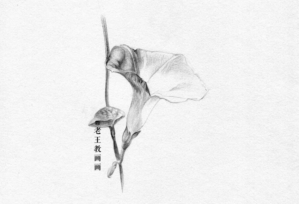 小白学习素描需要准备什么,小白学素描入门教程