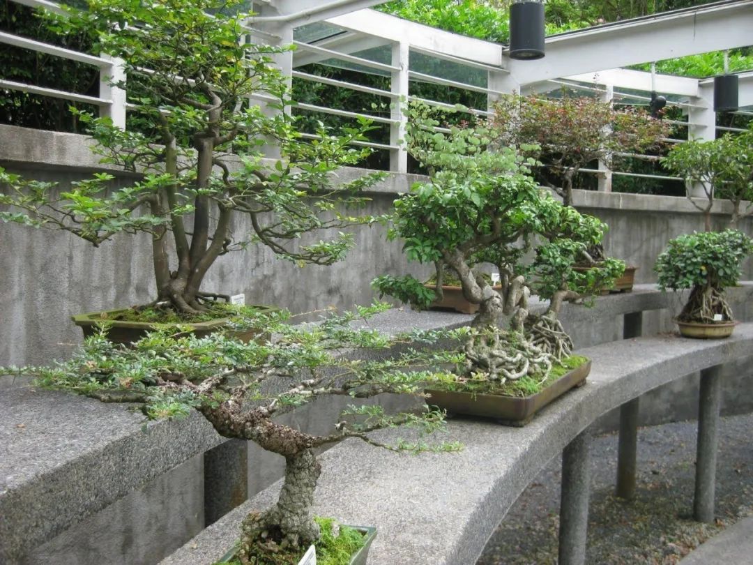 新手盆景养什么植物,新手养什么盆景树