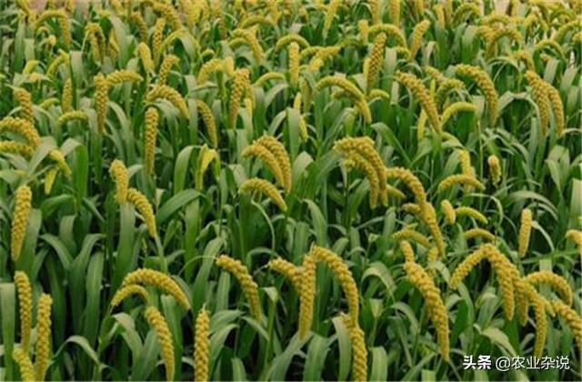 有机稻米的种植方法,有机大米的种植方式