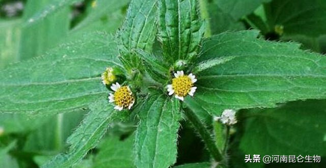 牛膝黄叶烂根的解决方法,在牛膝地撒施白灰能治牛膝烂根吗