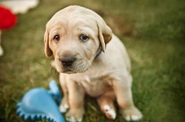 狗狗感冒了该怎么办,狗狗感冒打针后呕吐正常吗