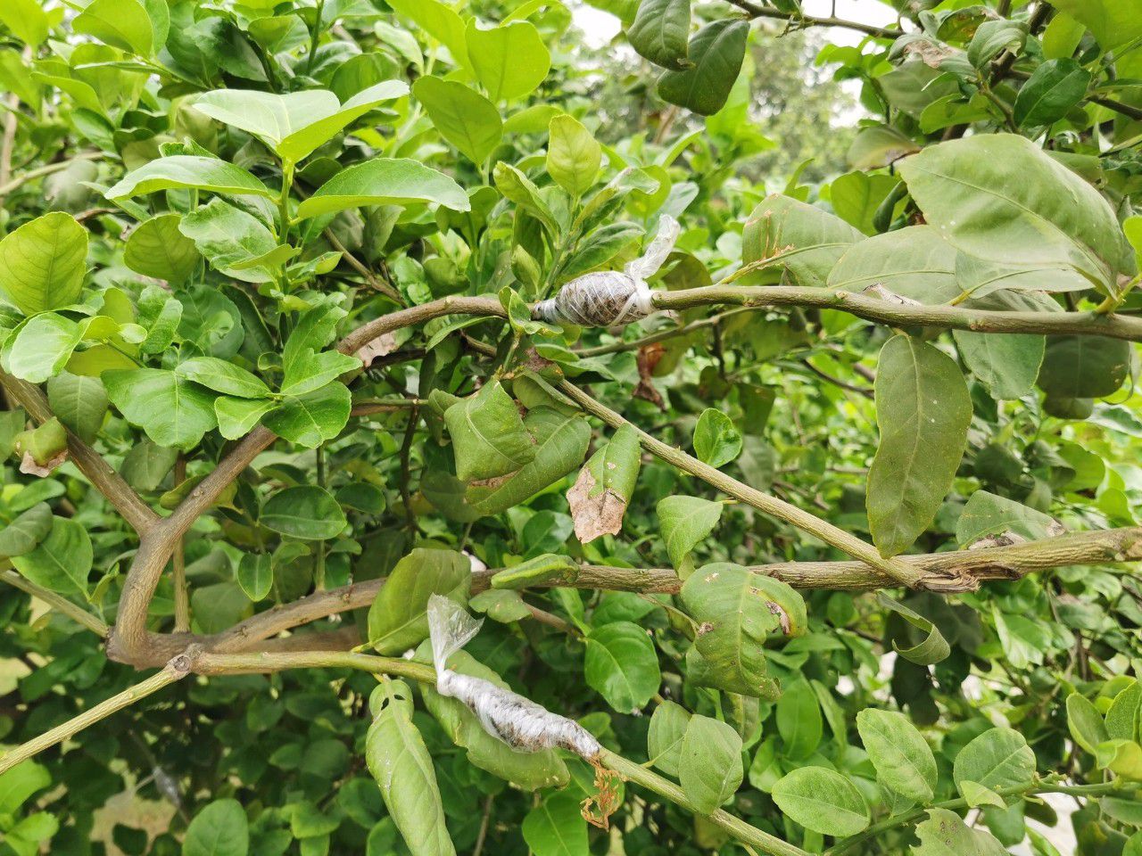 常见的花卉繁殖方法有哪些,繁殖花卉的方法解析