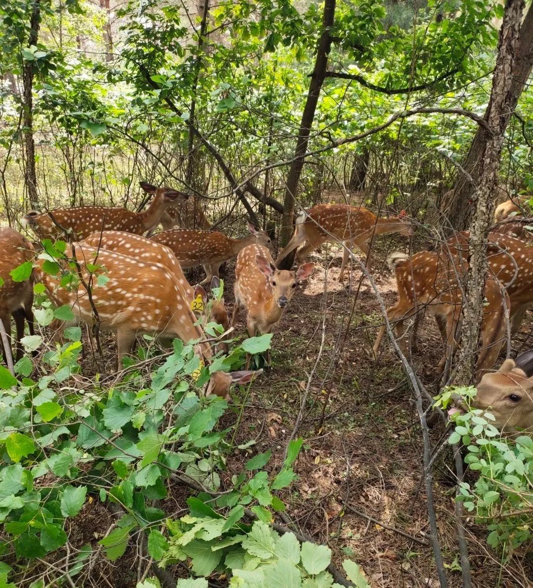 农村种植创业小伙子,东北林下参种植前景