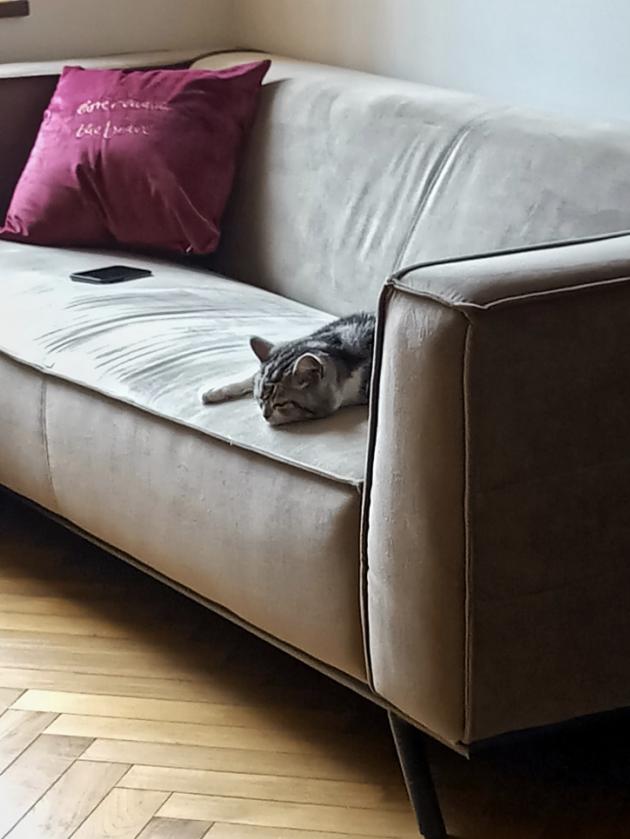 年轻人一人一猫的独居生活,一屋一人一猫的生活视频