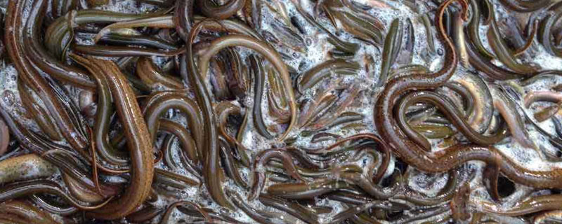 黄鳝养殖实用技术有哪些,黄鳝最新养殖技术与管理