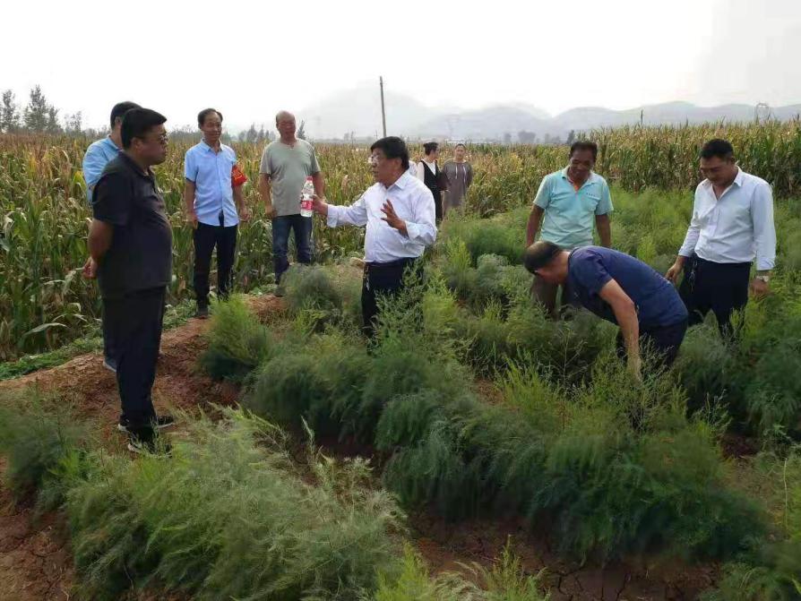 亩产万元，情暖百姓！——看鹤壁最美芦笋姐刘海燕如何带村民致富