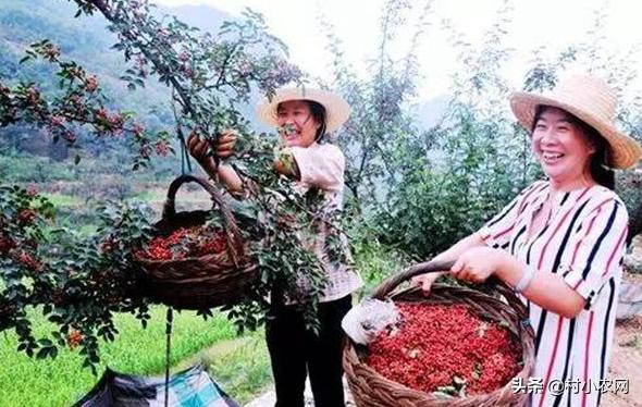 花椒种植的利润分析一亩成本多少,种植花椒行业前景如何呢