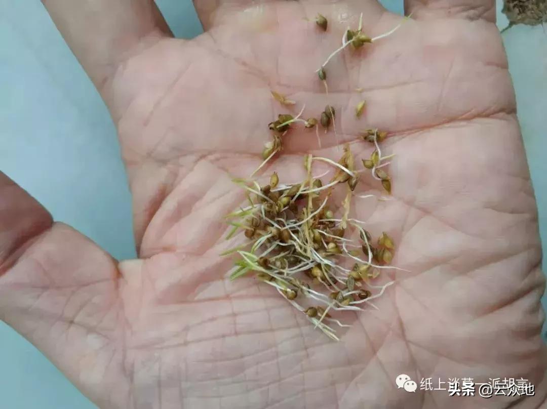 如何防除稗草,抗性稗草与普通稗草区别