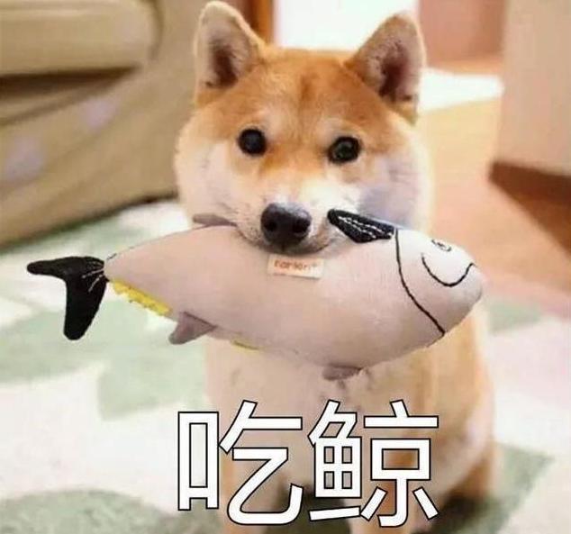 柴犬为什么价格悬殊那么大,柴犬价格贵的5大原因