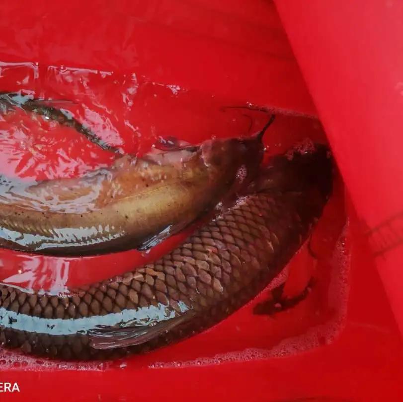 鲁班接待称“每天都可起10多斤的大草鱼”？