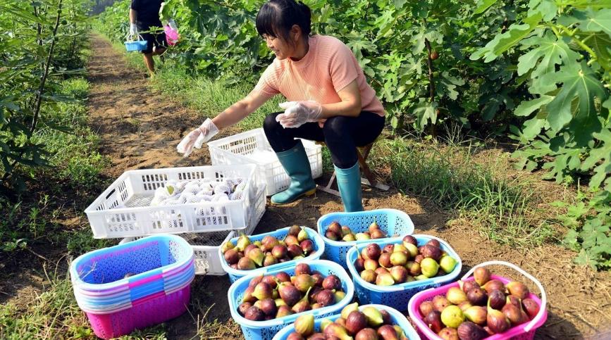 无花果新枝扦插的正确方法,无花果扦插生根木质化多久