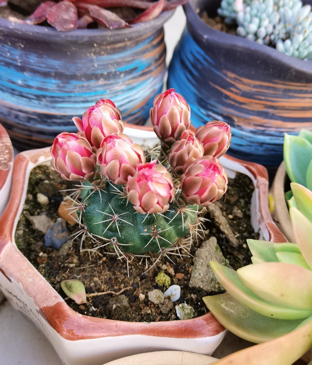 仙人球开花后保持时间长的方法,如何让仙人球开花更多一点