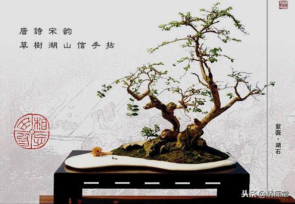 丛林式盆景欣赏,盆景欣赏及制作