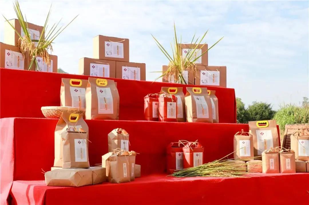 看！这是临安“雪山大米”的故事