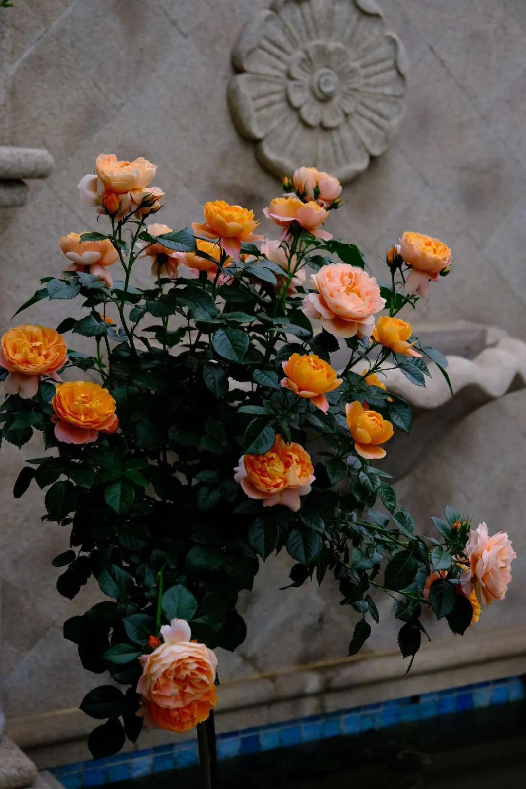 东北花园四季开花植物,北方一年四季都开花的花园