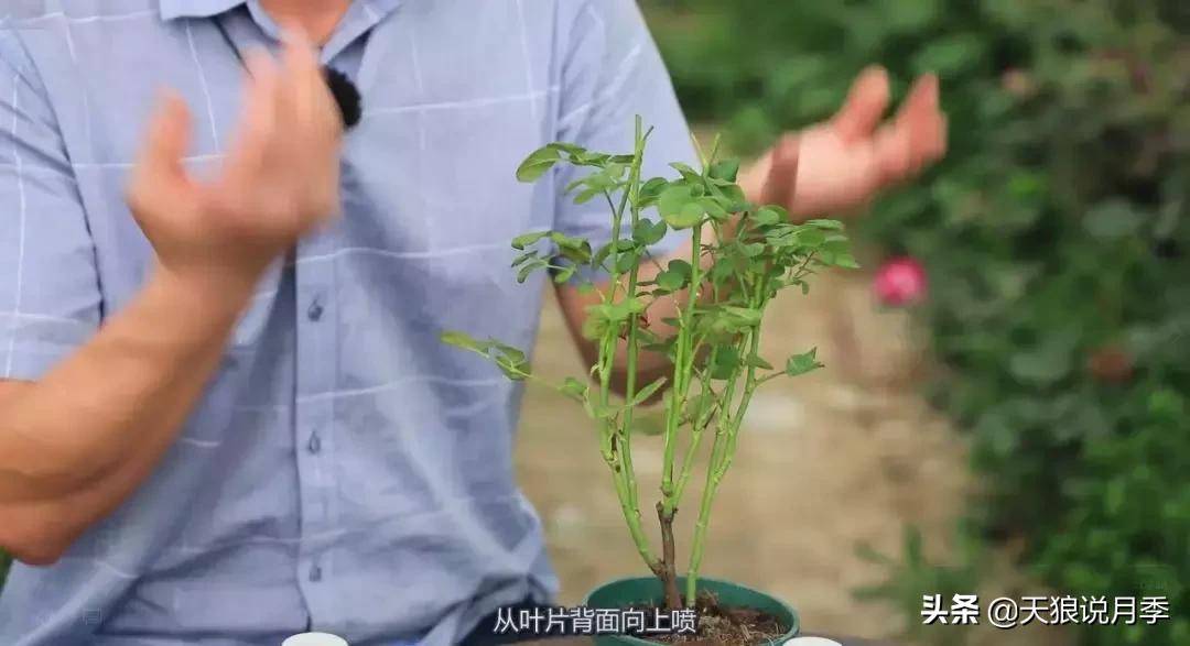 史上最详细的“红蜘蛛”防治攻略三部曲（对应三期视频）