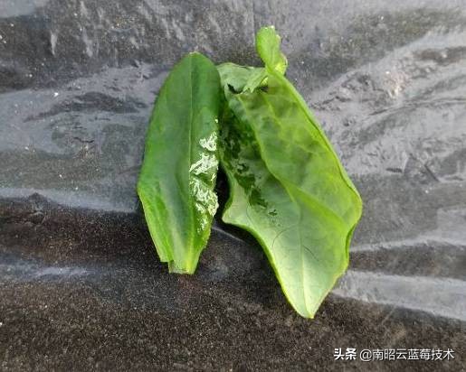 蓝莓常见虫害,蓝莓虫害及防治措施怎么写