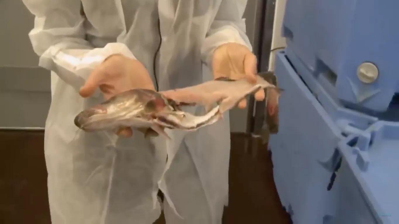 曾标榜健康的进口海鲜，幕后养殖曝光，堪比垃圾食品（菲李漫画）