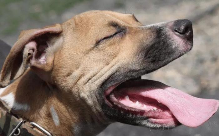 古代没狂犬疫苗被狗咬了怎么处理,古代没有疫苗被狗咬了怎么办