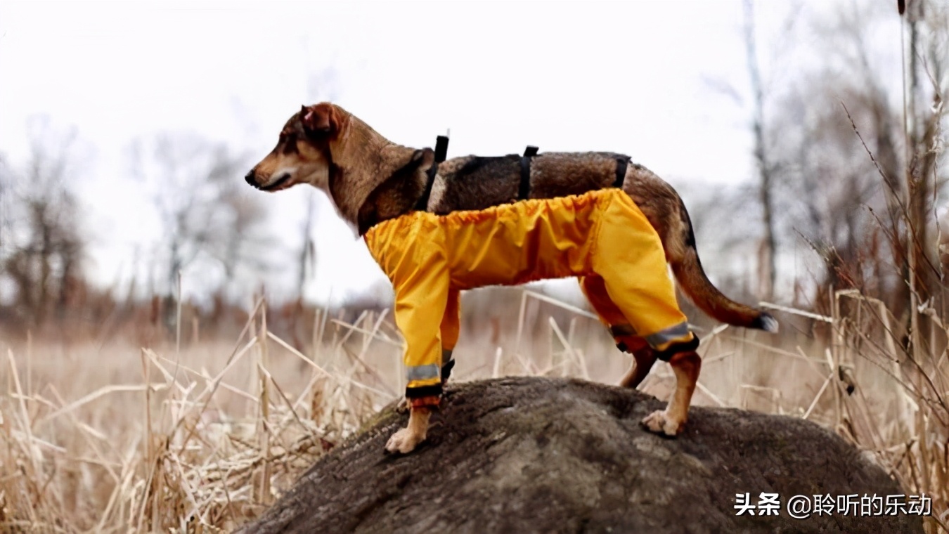 十大可爱的宠物狗,最潮的狗狗穿衣搭配