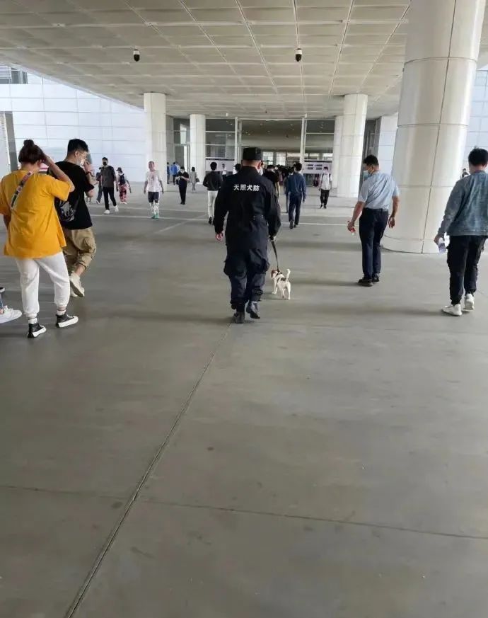 白猫头上一撮黑毛而且很凶,当猫戴上了金箍