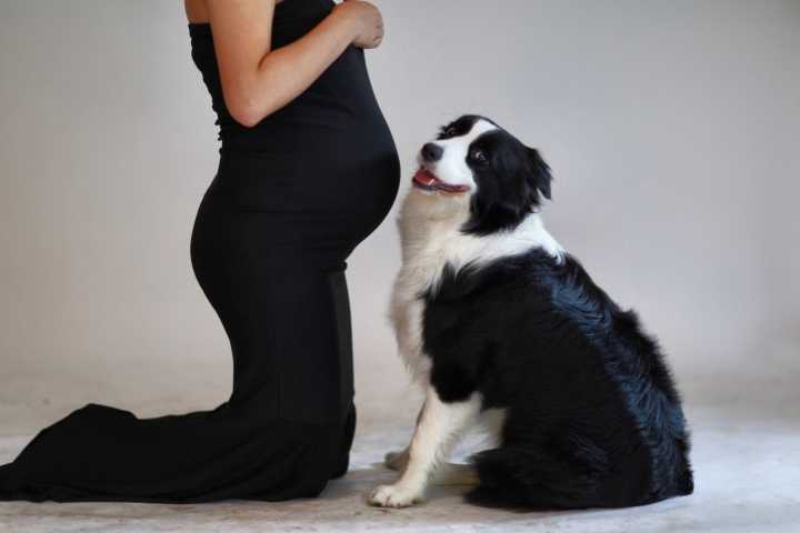 关于狗狗的九大谣言,关于狗狗的十个谣言你误信了几个