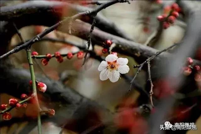 南阳春天踏青,南阳有哪些适合春游的地方