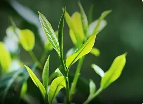 茶友话茶,茶友有话说