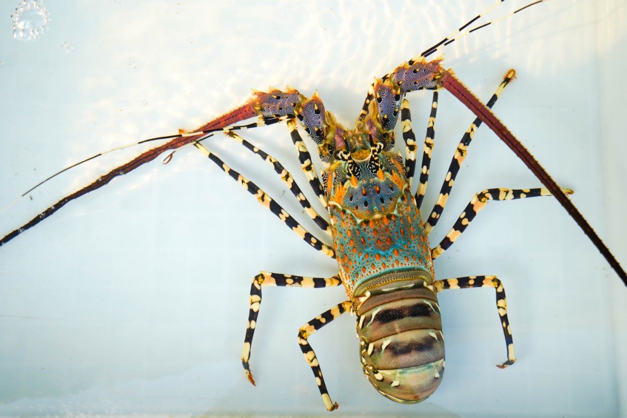 文昌温德姆酒店价格一览表,文昌温德姆至尊豪廷酒店周边游