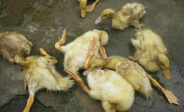 鸭子头颈歪了怎么办,鸭子出现浆膜炎怎么引起的