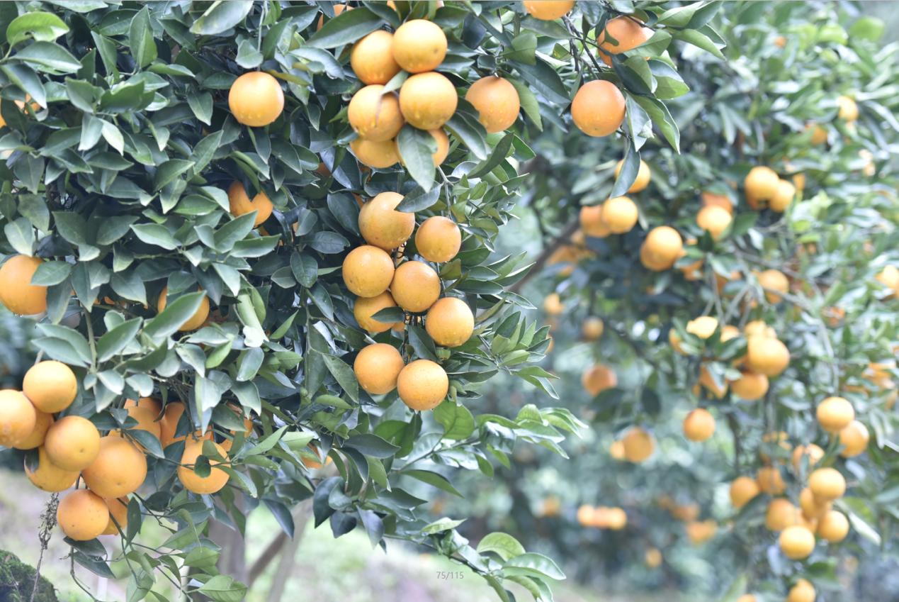 免狐扶贫项目上线，为麻阳甜橙解决销路难题