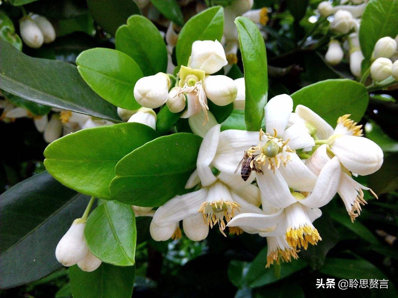 橘柚花诗词精选一十八首蓼岸风多橘柚香，堪怜堪爱还堪惜