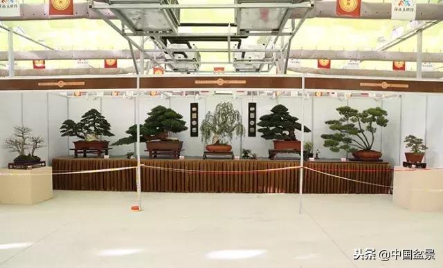 盆景不具有收藏价值,盆景不能有功利心