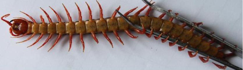 在南方大蜈蚣面前，南方大蟑螂简直不堪一提