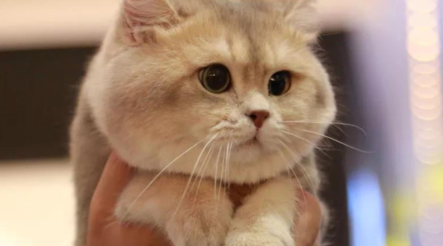 千万不要和对象一起养猫,为什么不能和养猫的男生谈恋爱