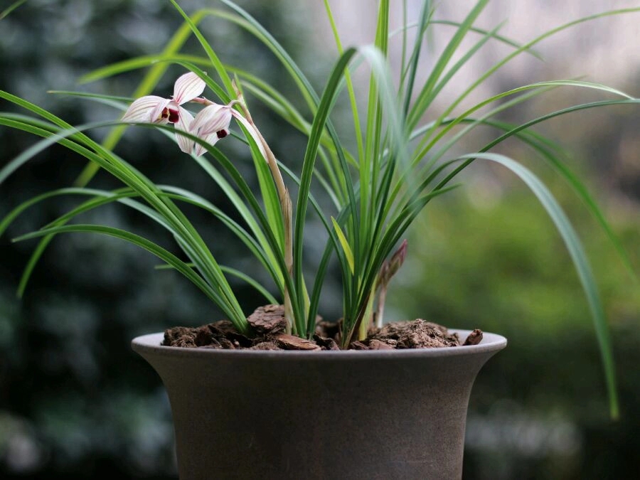 心心相印兰花叶子有什么特点,心心相印兰花怎么养才能旺盛