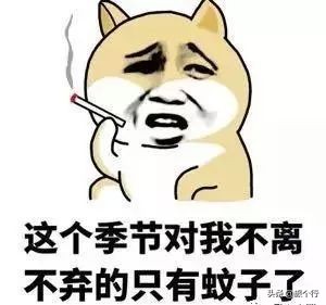 导游辞职报告范文,导游辞职
